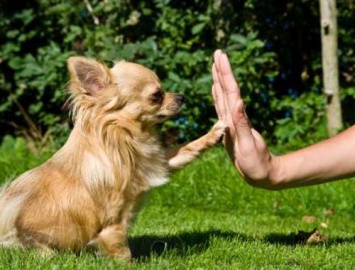 Ученые: Собаки больше предпочитают словесную похвалу, чем угощения