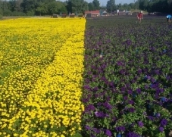 15 тыс. м?: в Пирогово появился гигантский флаг Украины из цветов (ФОТО)