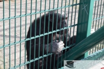 В одесском биопарке зверей бьют электрическим током и держат под палящим солнцем (ФОТО)