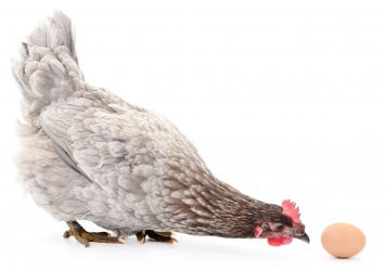 Ученые: Циклопы приблизили к решению проблемы курицы и яйца