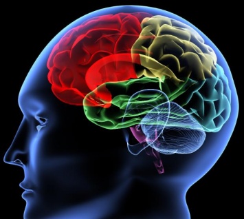 Насколько полезно постоянно тренировать мозг, рассказали ученые
