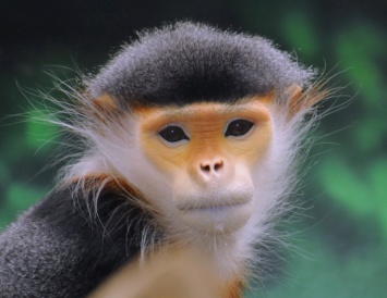 Ученые обнаружили во Вьетнаме приматов, находящихся на грани вымирания