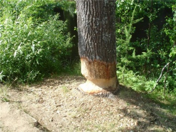 В Николаеве опять начинается незаконная и безнаказанная рубка деревьев