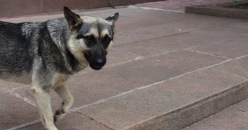 Николаевцы требуют от власти наконец-то убрать с улиц города опасные стаи собак