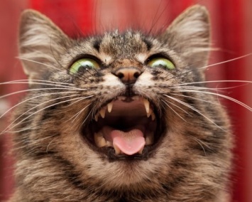 Ученые рассказали, что коты могут довести человека до шизофринии