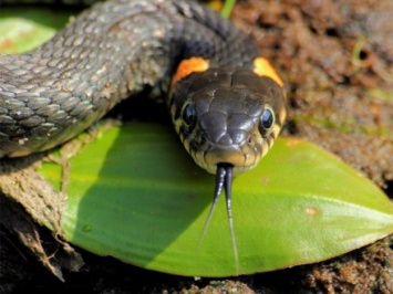 Змея укусила мужчину в Ивано-Франковской области