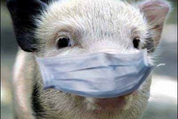 На Полтавщине 40-дневный карантин из-за африканской чумы свиней