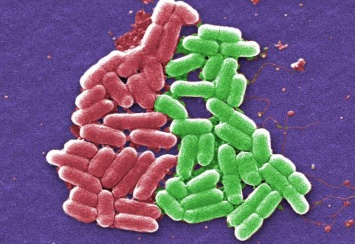 Оказывается, бактерии могут вести активную «интимную» жизнь