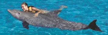 На Гавайях туристам запретят плавать с дельфинами