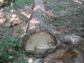 Лесонарушитель на Житомирщине нанес вред лесу на 42 тыс. грн