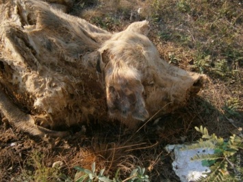 Экологическая катастрофа в Сарате: вблизи центра города устроили свалку с гниющими трупами животных