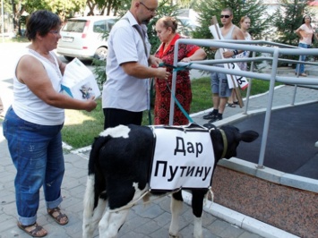 Россияне подарили Путину голодного теленка