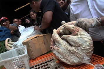 Полиция Индонезии изъяла у торговцев 657 замороженных муравьедов