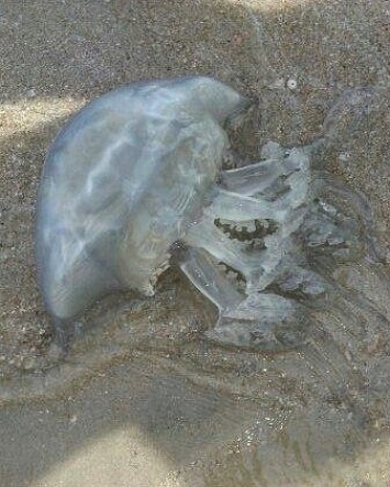 На запорожском курорте наблюдается нашествие огромных медуз