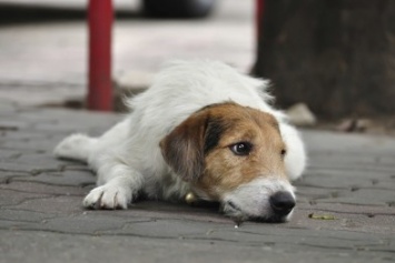 В Запорожье волонтеры возьмутся за учет численности бездомных собак