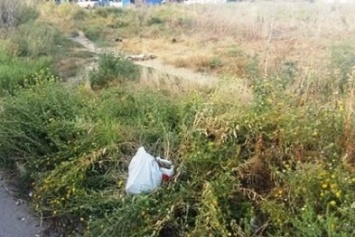 Херсонцы жалуются на амброзию и мусор