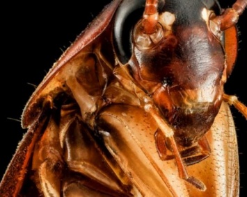 Человек силой мысли активировал «умных» нанороботов внутри таракана