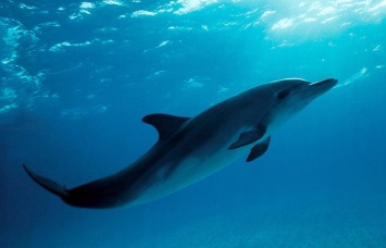 На Гавайях туристам могут запретить плавание с дельфинами
