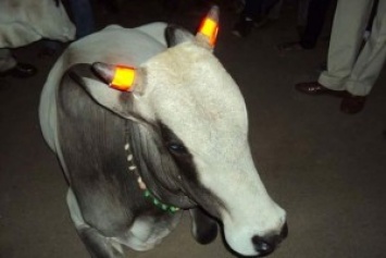 В Индии появились коровы со светящимися рогами