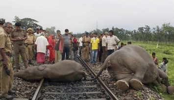 В Индии пассажирский поезд протаранил стадо слонов