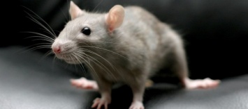 Ученые выяснили, как крысы научились предвидеть погоду