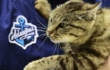 Во Владивостоке открыли памятник кошке Матроске