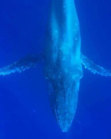 Больного горбатого кита заметили в акватории Гавайских островов