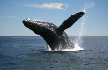 У берегов Гавайских островов был замечен горбатый кит с неизвестным заболеванием