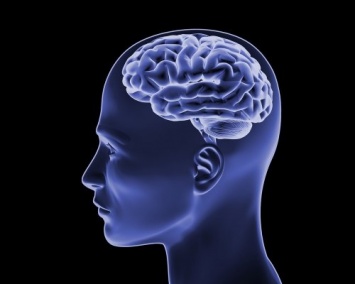 Ученые: Новая методика поможет лучше изучить работу мозга