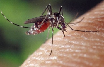 Отныне бороться с комарами можно абсолютно безопасным способом
