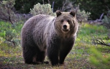 Турецкие рабочие при помощи отбойного молотка освободили медведя из ловушки