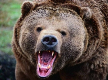 На Сахалине медведь напал на работника заповедника