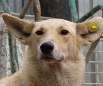 В Бердянске с июля начнется массовая стерилизация собак