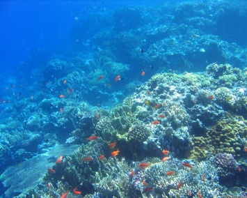 Ученые обнаружили новый риф за Большим Барьерным рифом