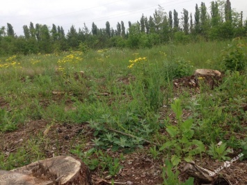 Кто в Одесской области обогащается, вырубая леса в Саврани