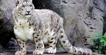 В Николаевском зоопарке неизвестные отравили снежного барса и пуму