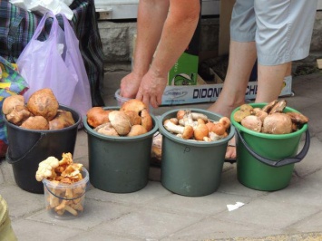 На рынках Киева могут появиться отравленные грибы
