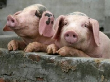 Африканскую чуму свиней зафиксировали в Волынской области