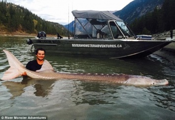 В Канаде поймали речного монстра - 3-метрового осетра