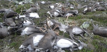 В Норвегии от удара молнии погибло более 300 оленей