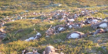 В Норвегии молния убила 323 оленя