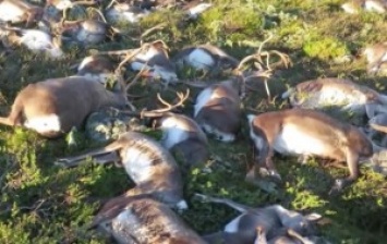 В Норвегии триста оленей погибли от удара одной молнии