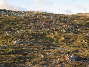 В норвежском национальном парке удар молнии убил 323 оленя
