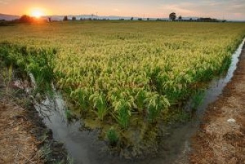 Испания создала рисовое поле для туристов