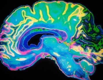 Ученые: Человеческий мозг оказался статистическим гением