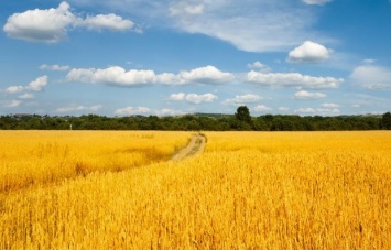 Египет будет покупать украинскую пшеницу