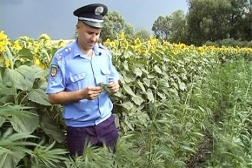 Житель Бердянского района замаскировал посевы конопли среди подсолнечника