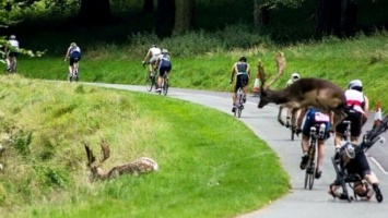 В Дублине олень сбил велосипедиста во время соревнования