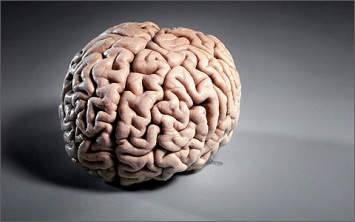 «Статистический гений», именно так называют мозг человека ученые