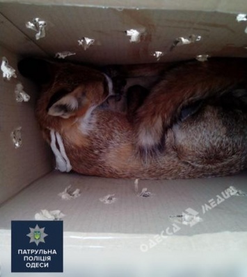 Одесские полицейские передали спасенного лиса в зоопарк (фото)